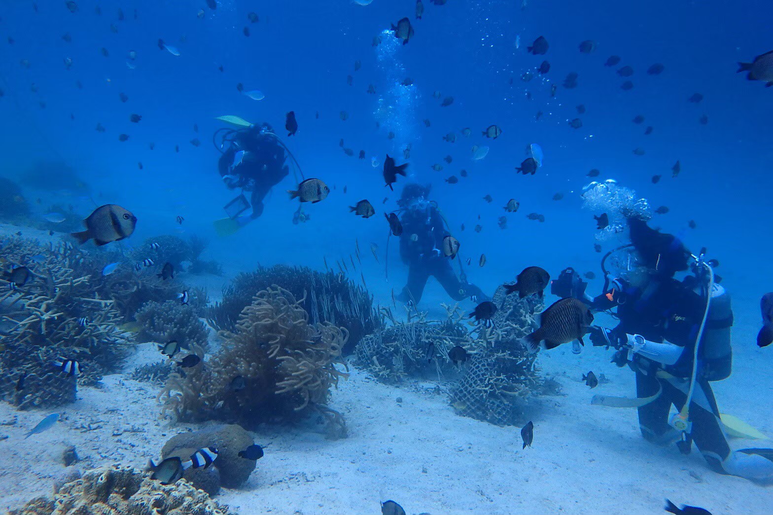 サムネイル:温泉!海鮮!沈潜!パンダに会うまで帰れません! 秋の白浜大満喫ツアー