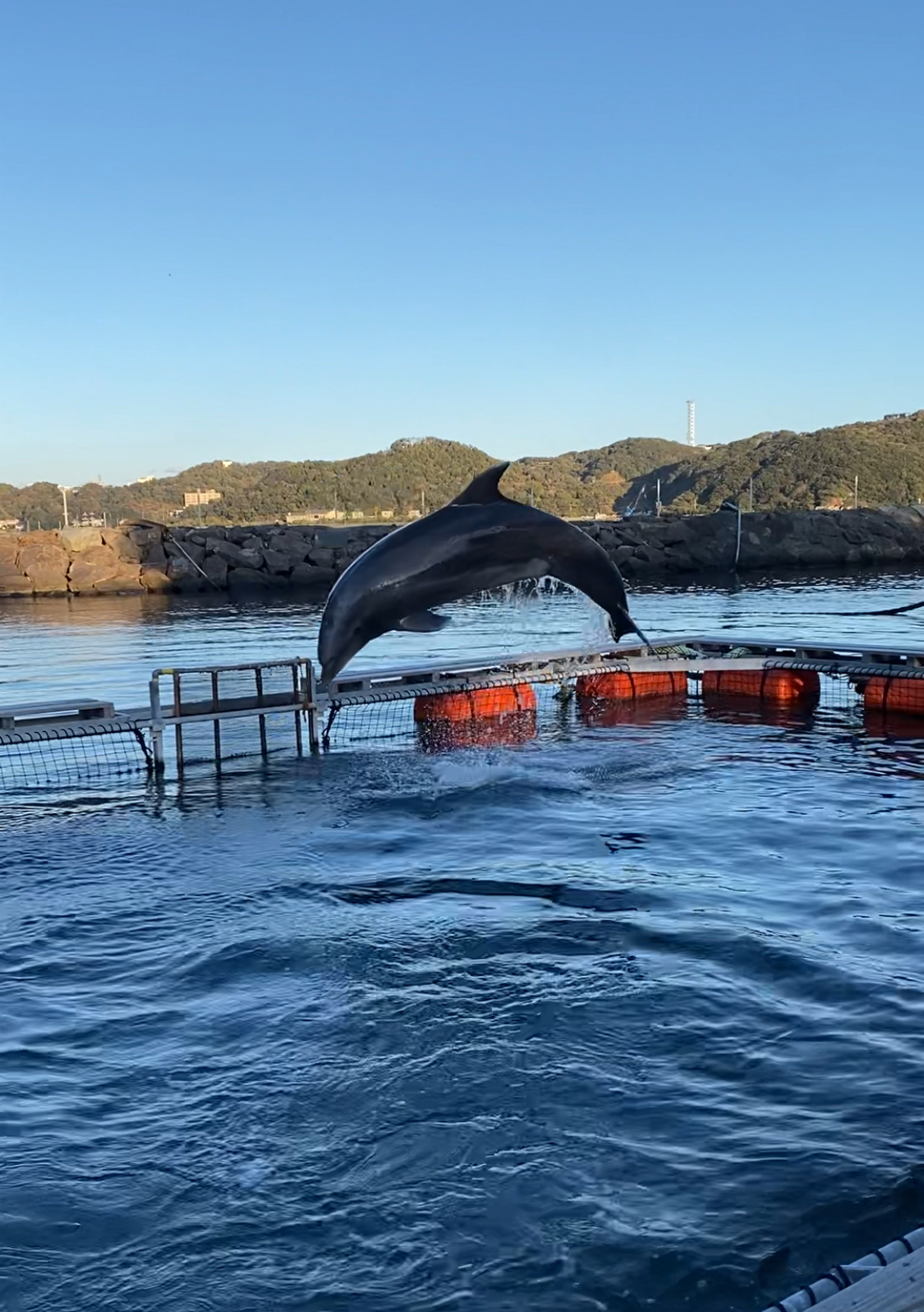 サムネイル：AQCIAで話題の水族館ファンダイブin下田
