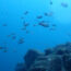 「城ヶ島ファンダイブ」サムネイル
