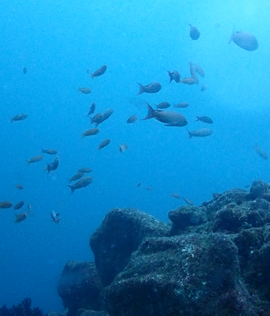 サムネイル：城ヶ島ファンダイブ