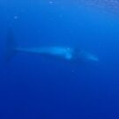 奄美大島リベンジホエールツアー